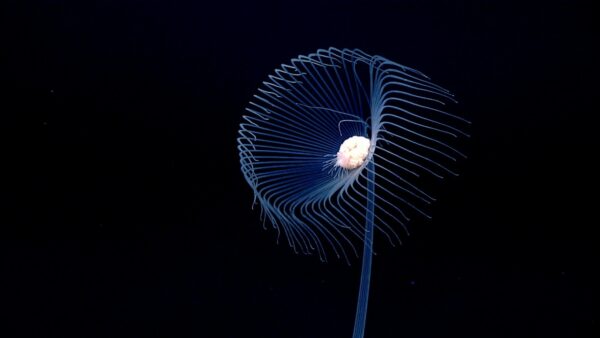  Image courtesy of NOAA Ocean Exploration